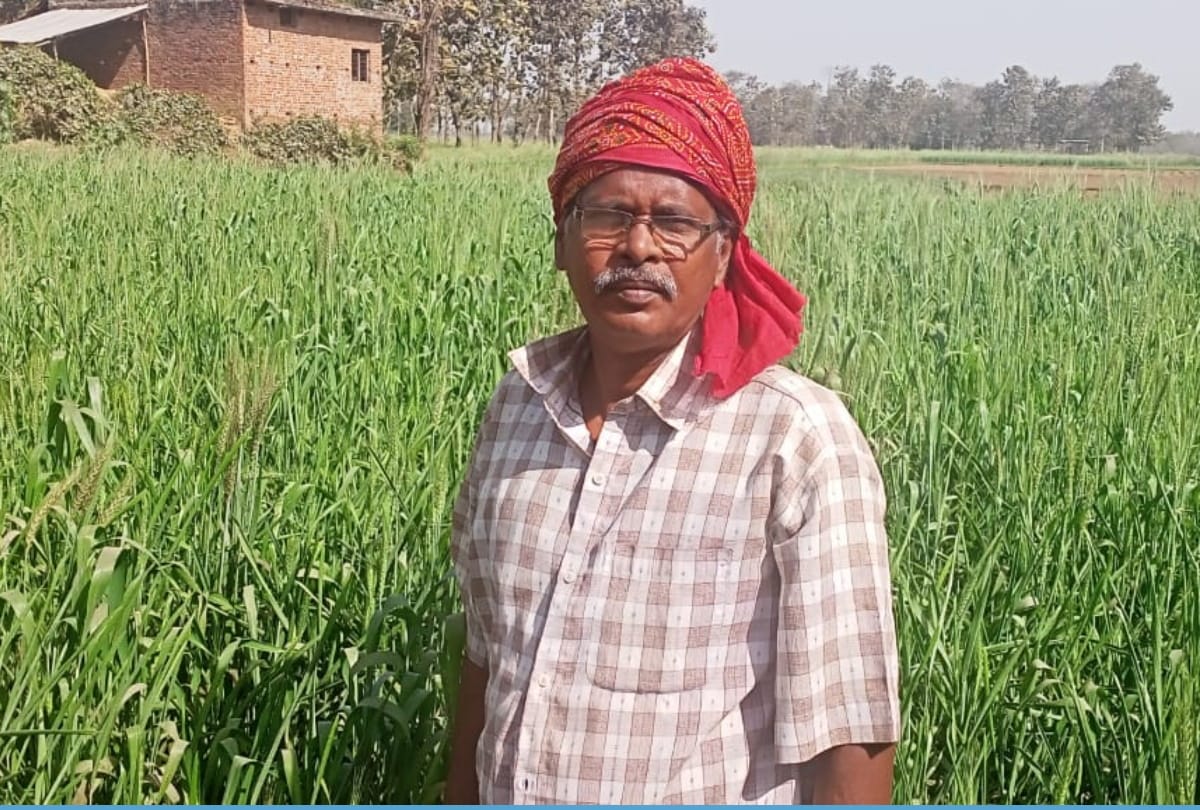 Black wheat farming started in UP Gorakhpur
