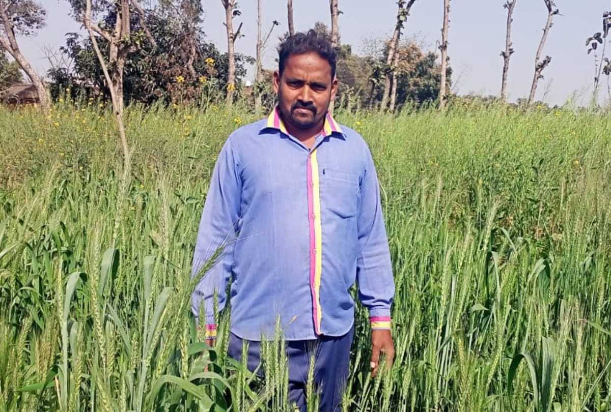 Black wheat farming started in UP Gorakhpur