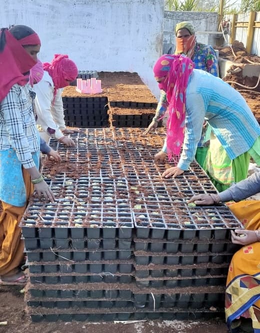 Women will prepare disease free plants of sugarcane