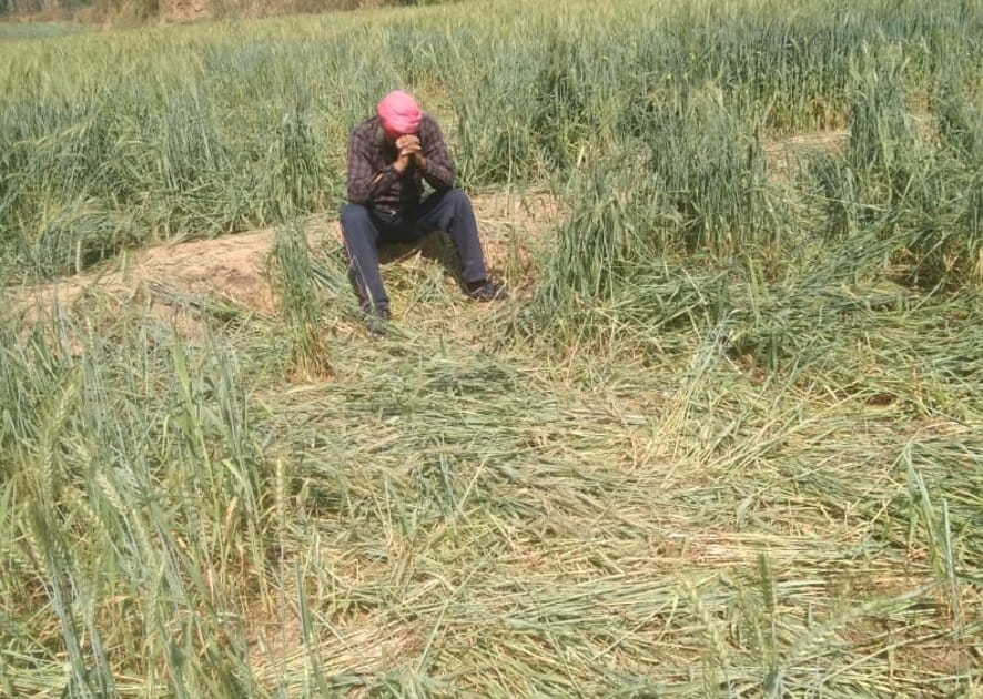 Elephants destroyed wheat, sugarcane crop