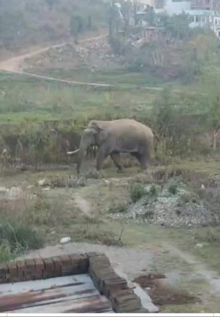 uttarakhand news: elephant walk in rishikesh roads