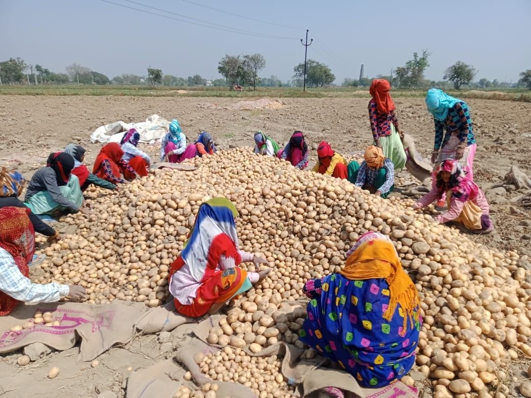 Hathras: 12 to 15 per cent fall in potato yield due to change in weather
