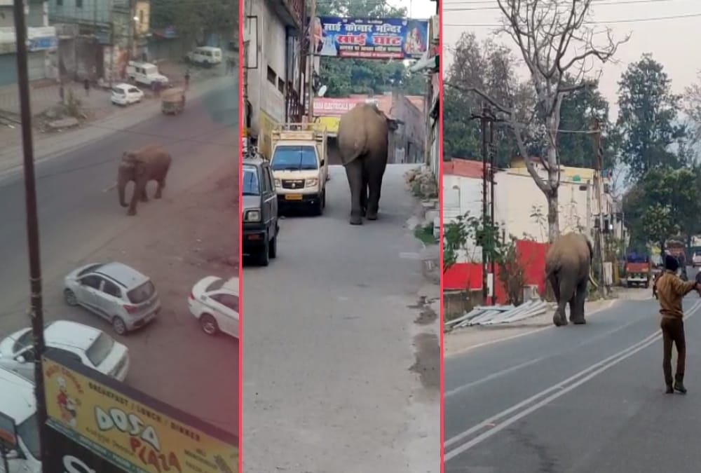 Uttarakhand News Today: Wild Elephant Walked on Road in Rishikesh photos