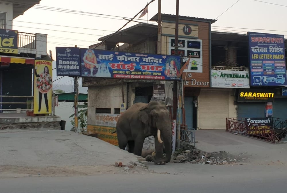Uttarakhand News Today: Wild Elephant Walked on Road in Rishikesh photos