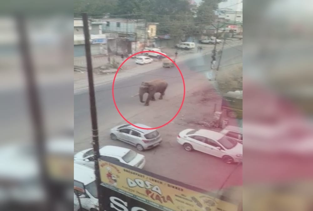Uttarakhand News Today: Wild Elephant Walked on Road in Rishikesh photos