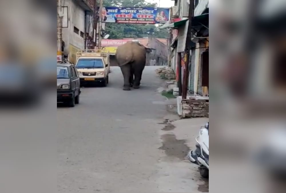 Uttarakhand News Today: Wild Elephant Walked on Road in Rishikesh photos