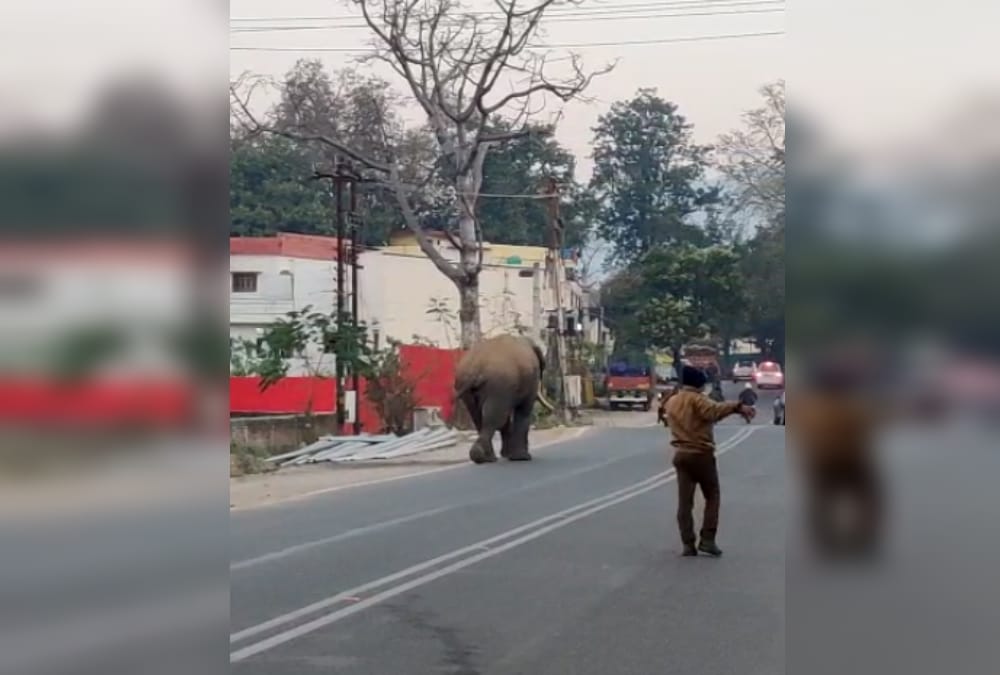 Uttarakhand News Today: Wild Elephant Walked on Road in Rishikesh photos