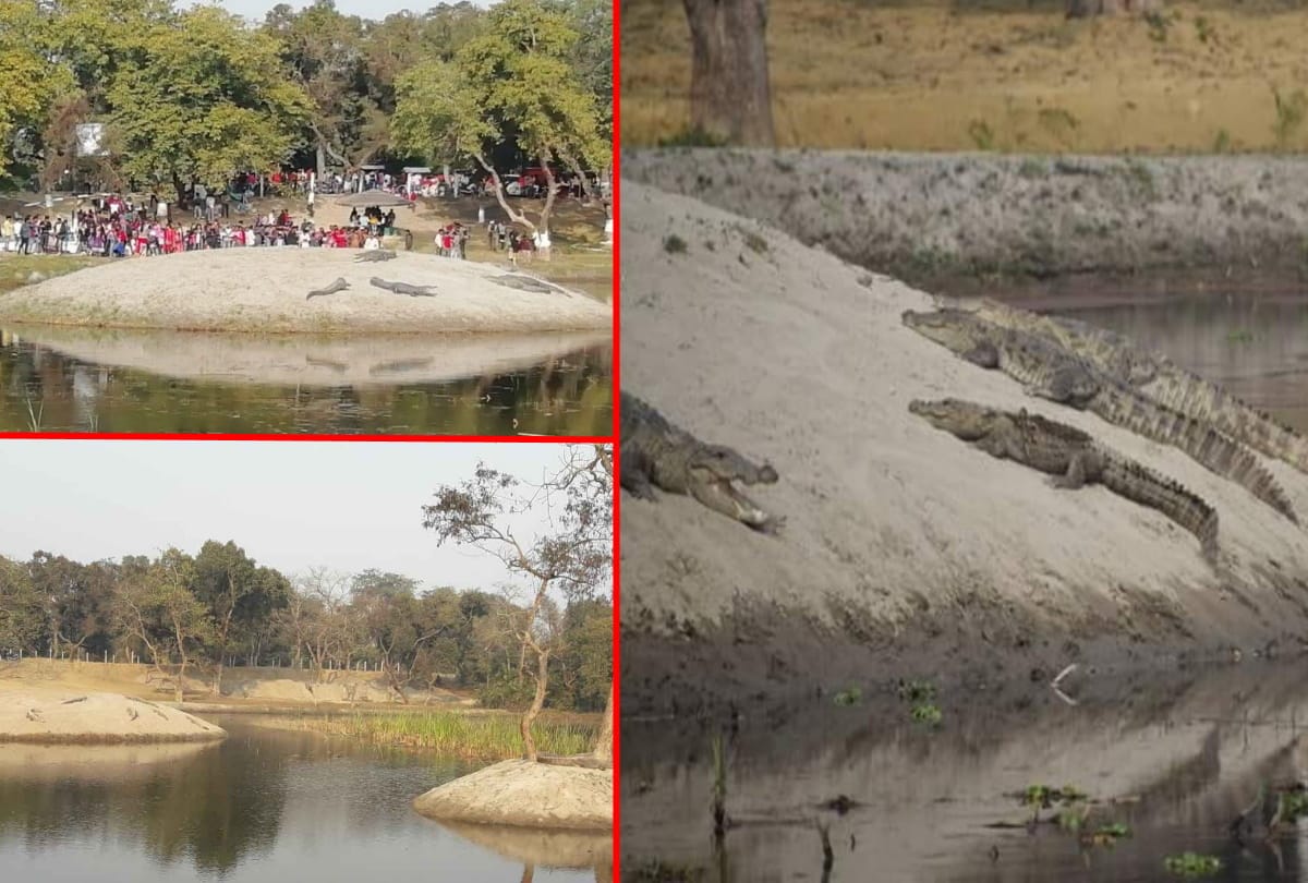 People live with Crocodile in Village of UP