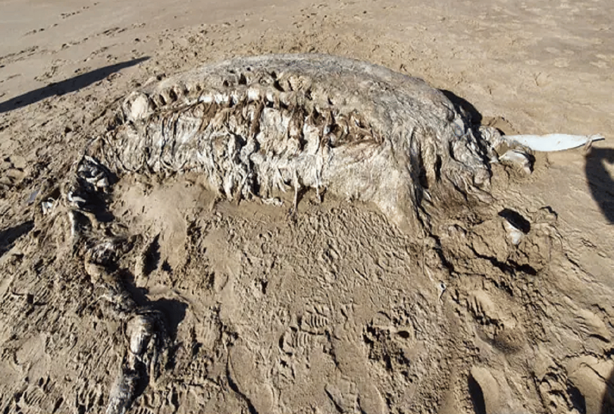 mysterious sea creature 23 feet long with big teeth like elephant
