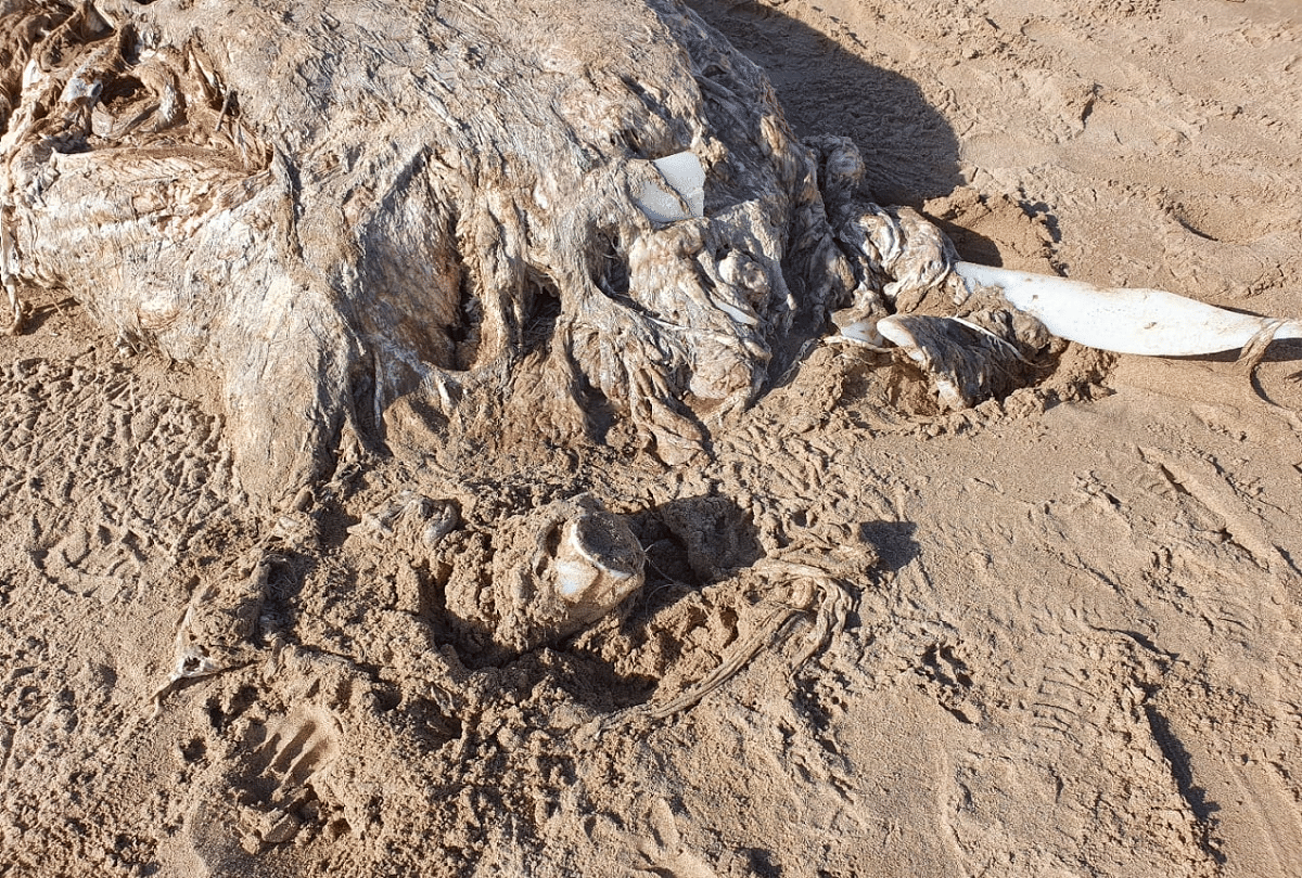 mysterious sea creature 23 feet long with big teeth like elephant
