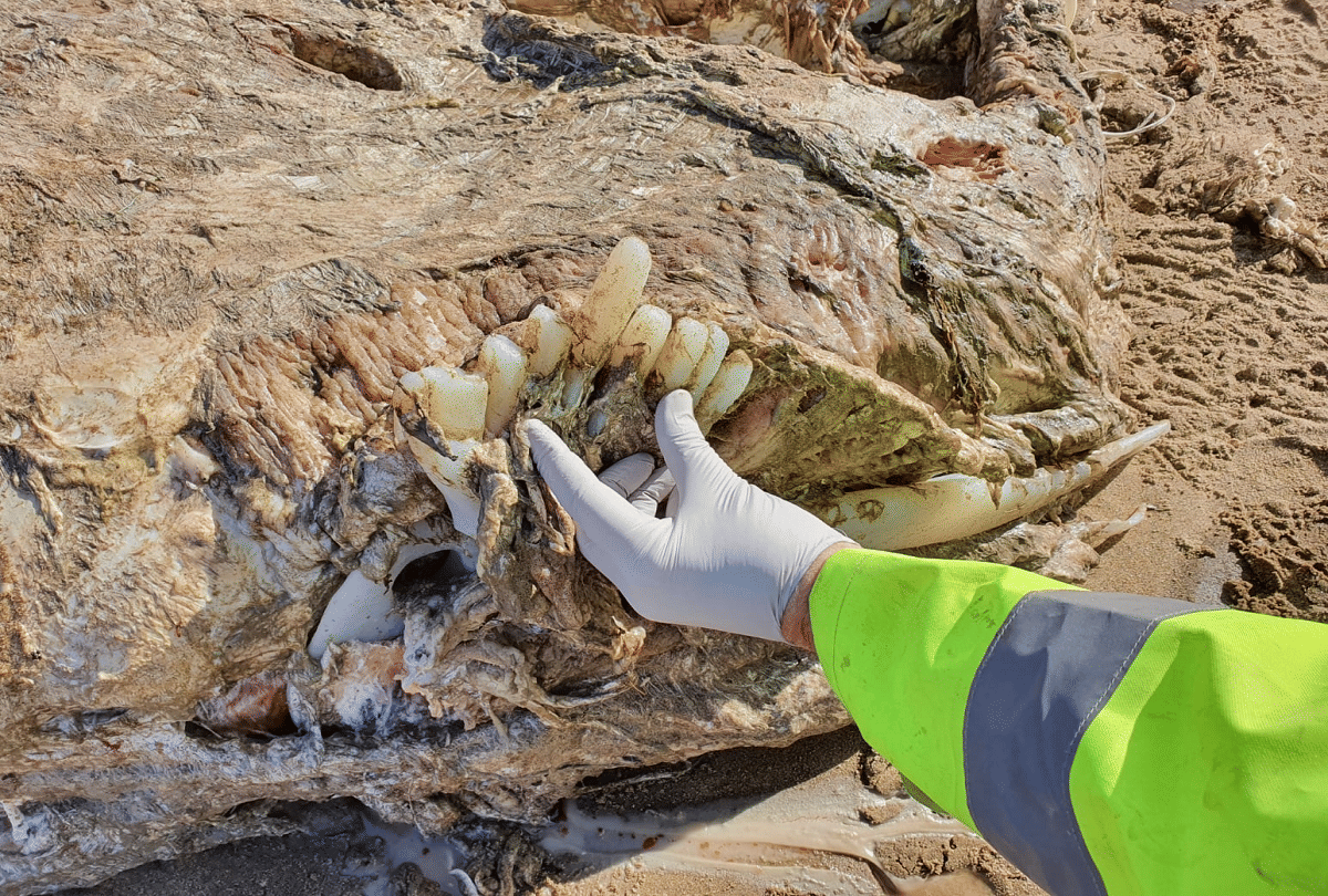mysterious sea creature 23 feet long with big teeth like elephant