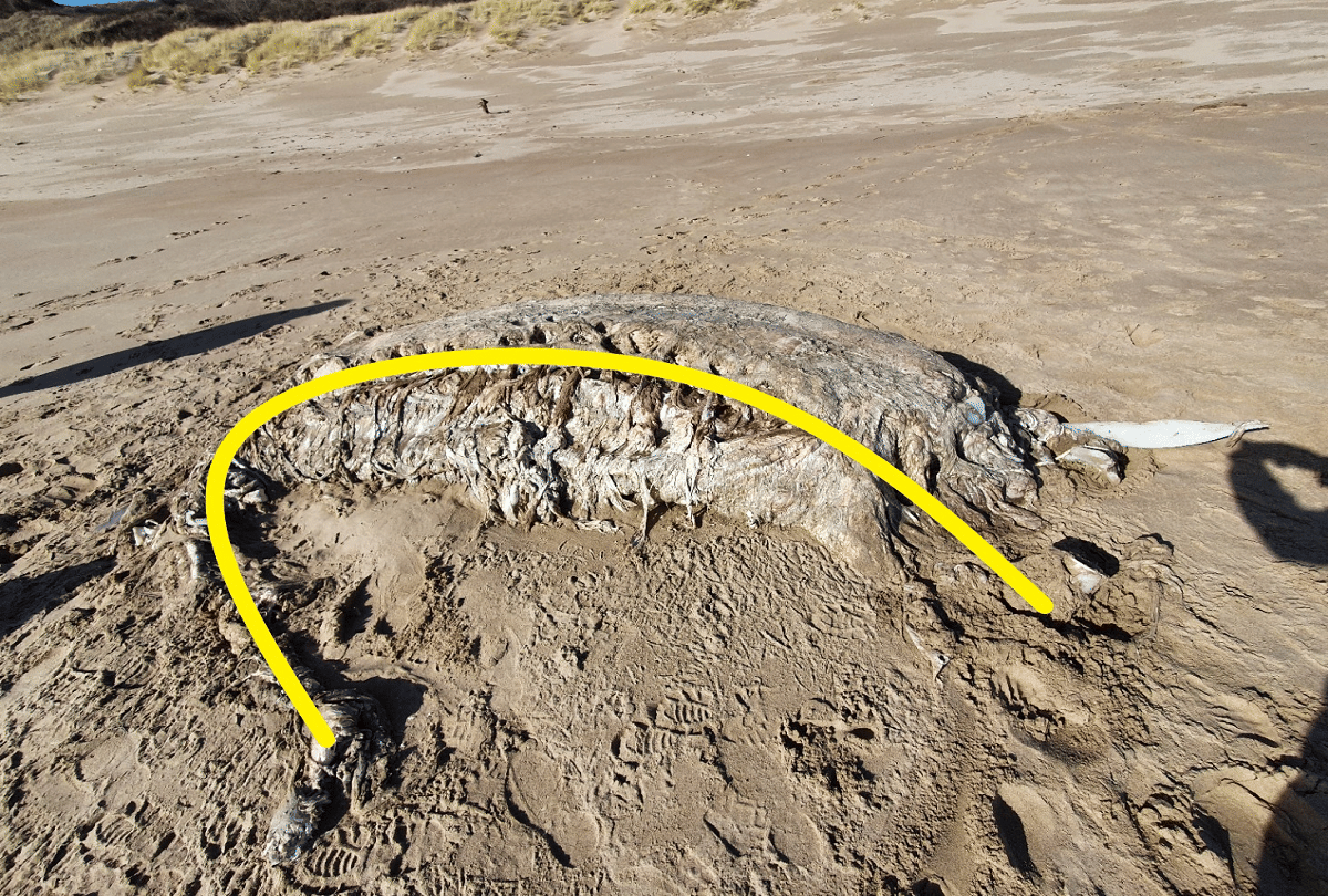 mysterious sea creature 23 feet long with big teeth like elephant