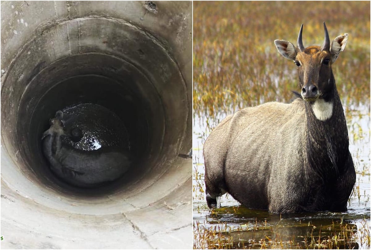 Nilgai rescued from borewell by Wildlife SOS team in mathura