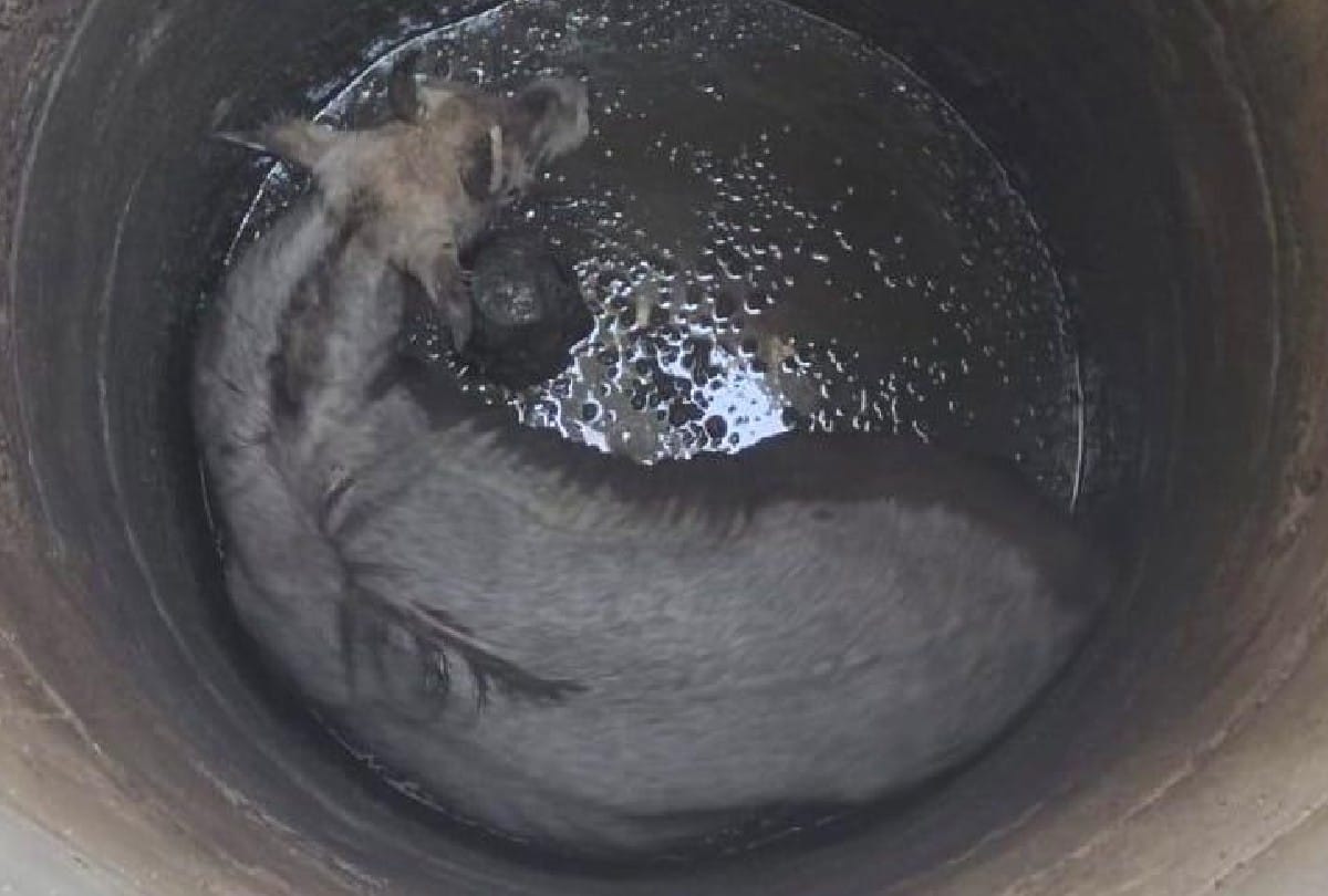 Nilgai rescued from borewell by Wildlife SOS team in mathura