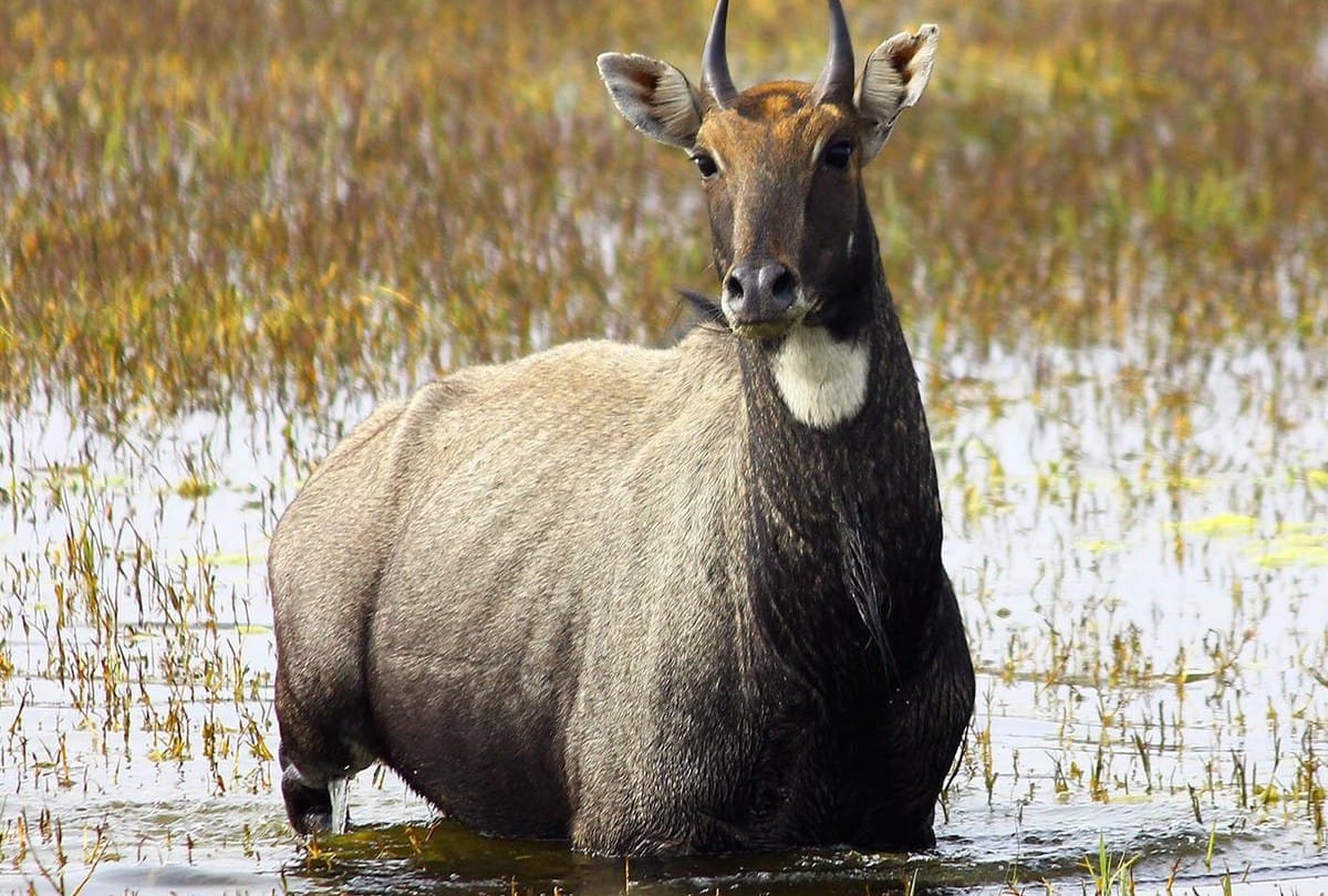 Nilgai rescued from borewell by Wildlife SOS team in mathura