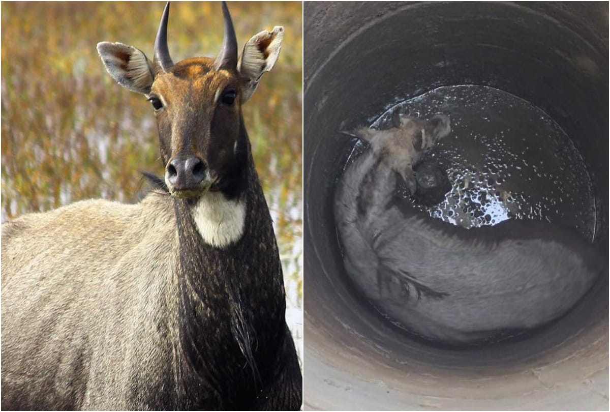 Nilgai rescued from borewell by Wildlife SOS team in mathura