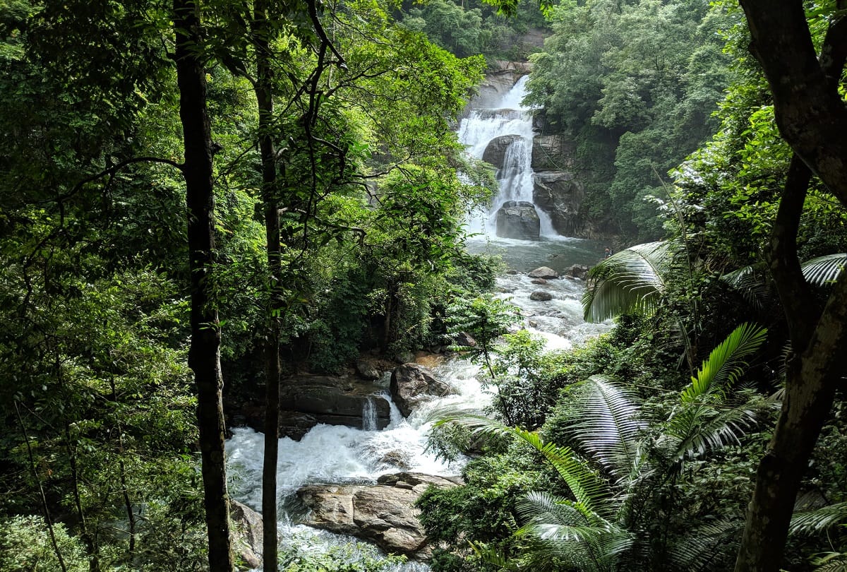 These hill stations in Kerala are perfect for walking