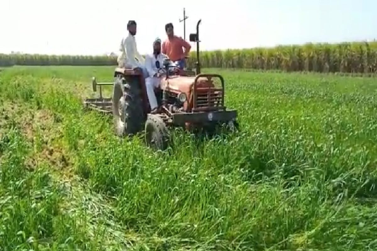 A farmer destroyed his three bigha of wheat crop in Deoband of Saharanpur