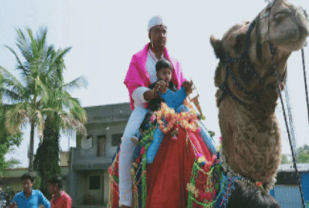 maharashtra groom went to bride place on camel due to coronavirus fear