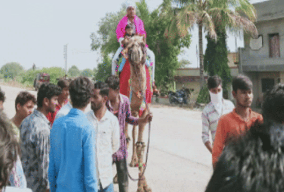 maharashtra groom went to bride place on camel due to coronavirus fear