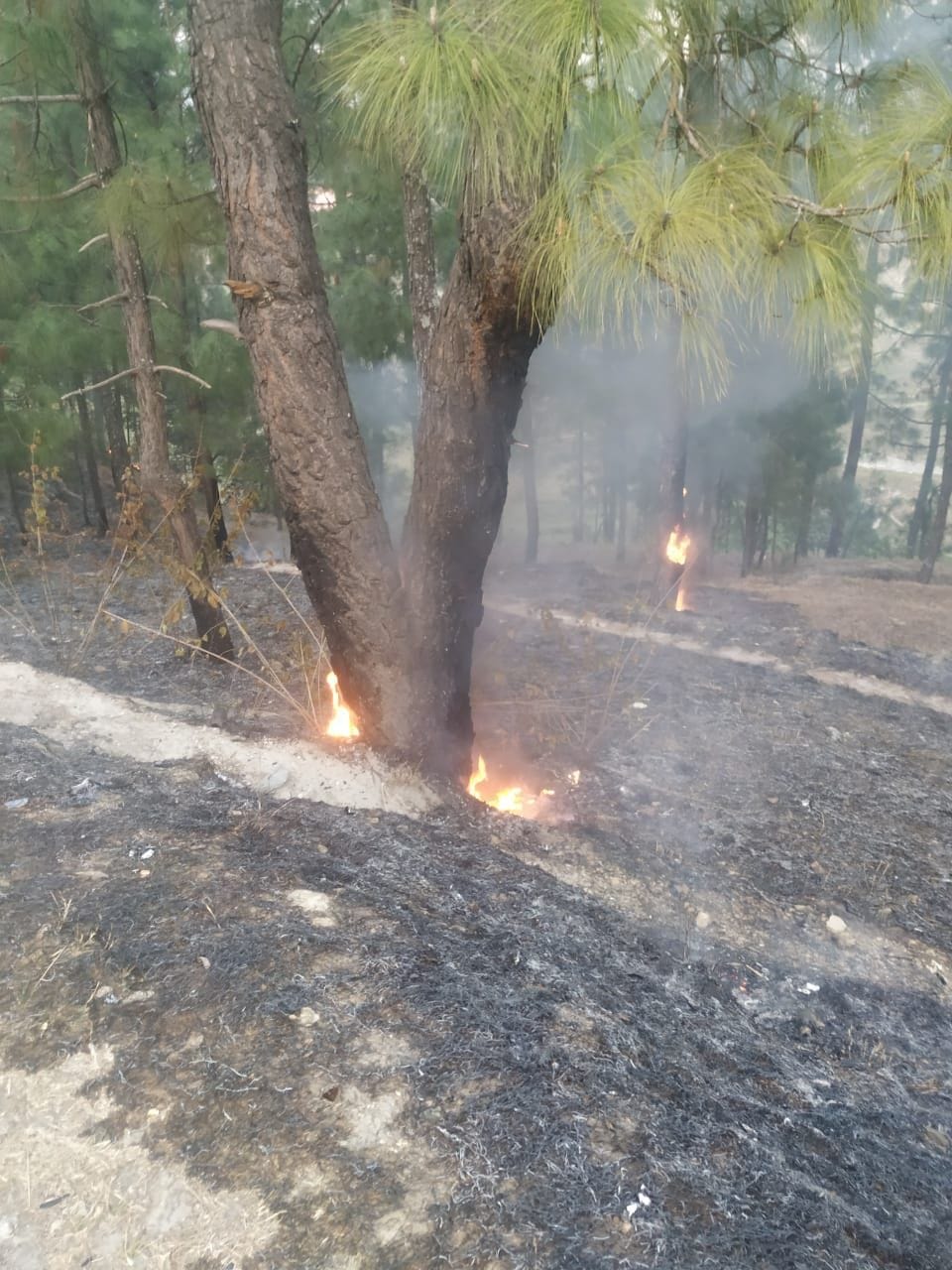 The forest and fires of forest blaze