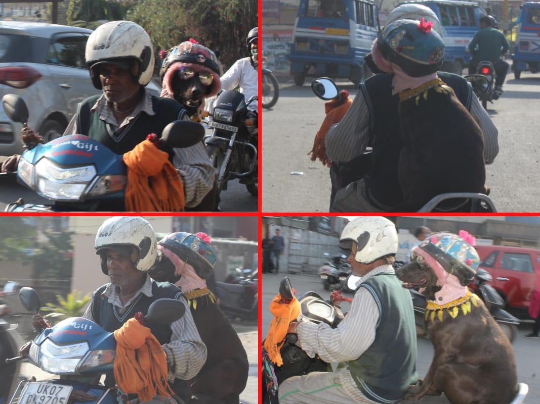 dehradun news: dog with helmet on activa in dehradun awesome photos
