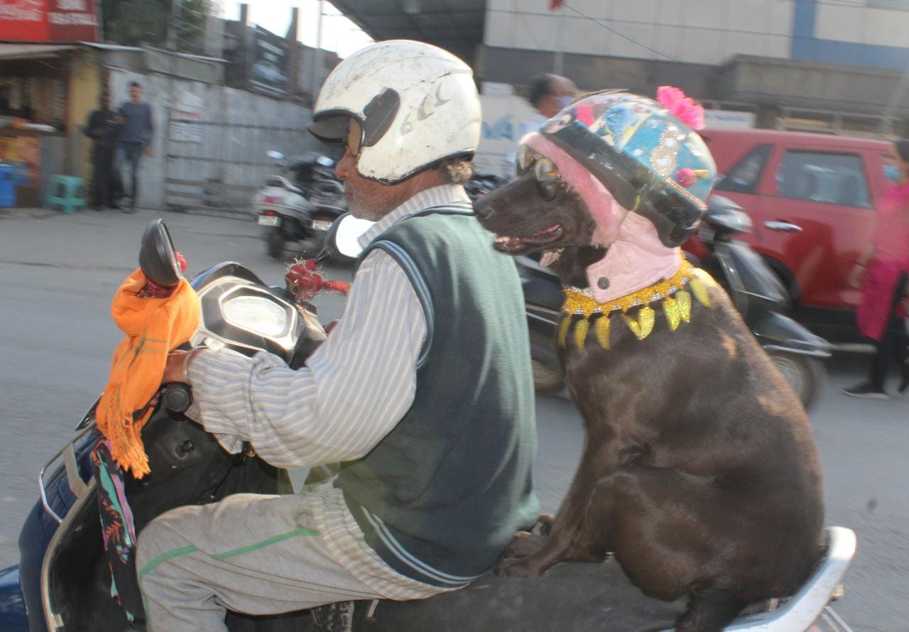 dehradun news: dog with helmet on activa in dehradun awesome photos