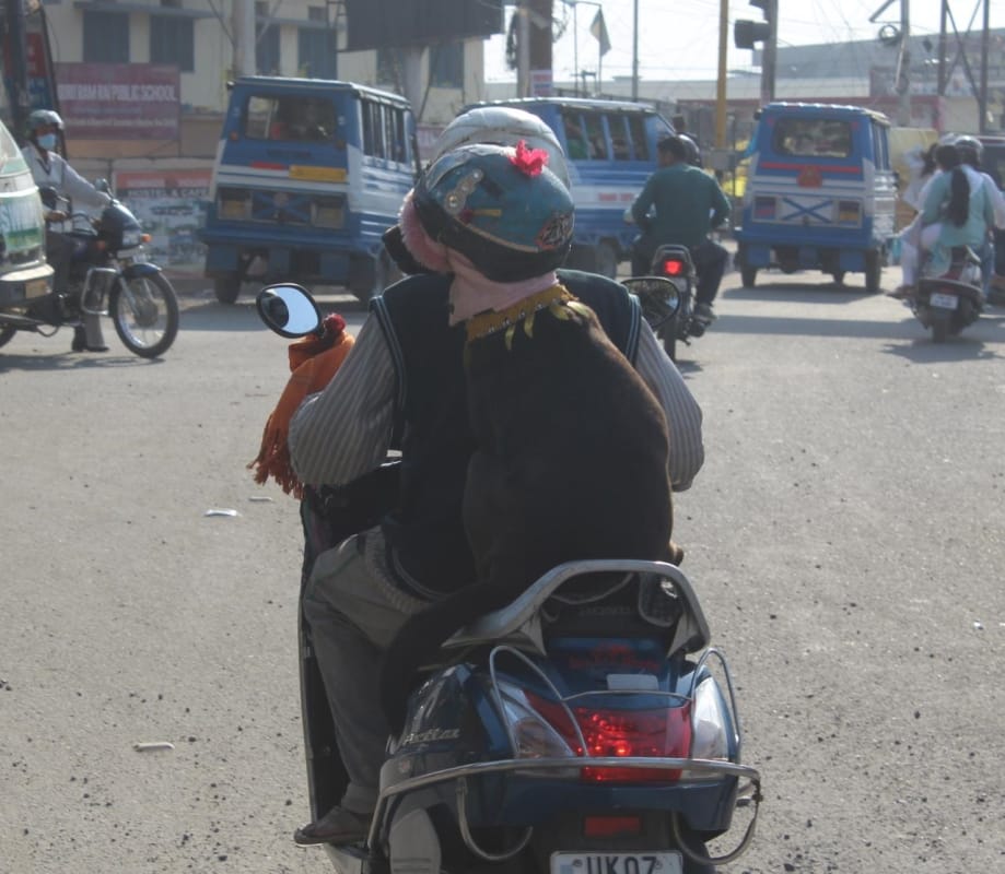 dehradun news: dog with helmet on activa in dehradun awesome photos