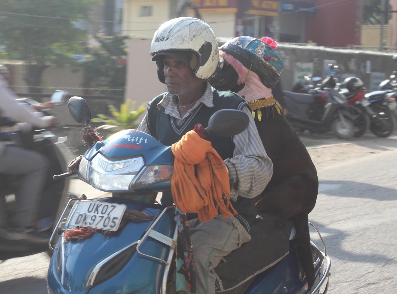 dehradun news: dog with helmet on activa in dehradun awesome photos