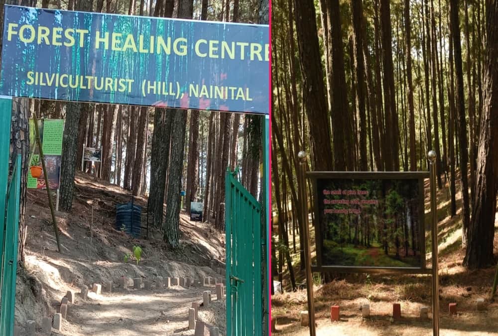 Uttarakhand News: India first forest healing centre Open in Ranikhet For Stress Relieving