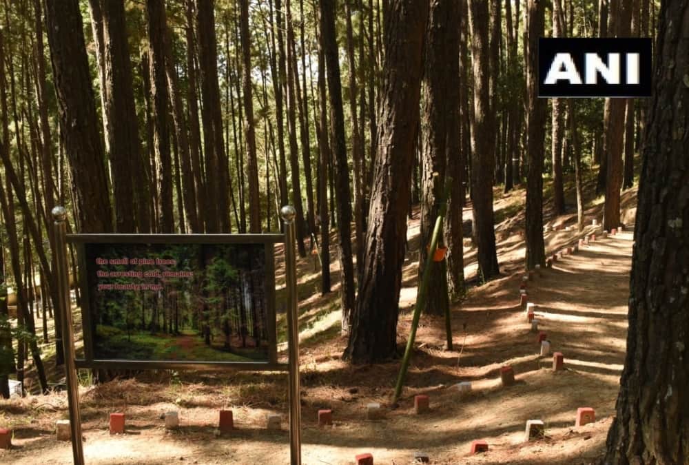 Uttarakhand News: India first forest healing centre Open in Ranikhet For Stress Relieving