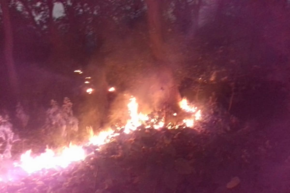 Fierce fire in Sahuwala forest area of BijnorUP , heavy damage to forestry in one kilometer