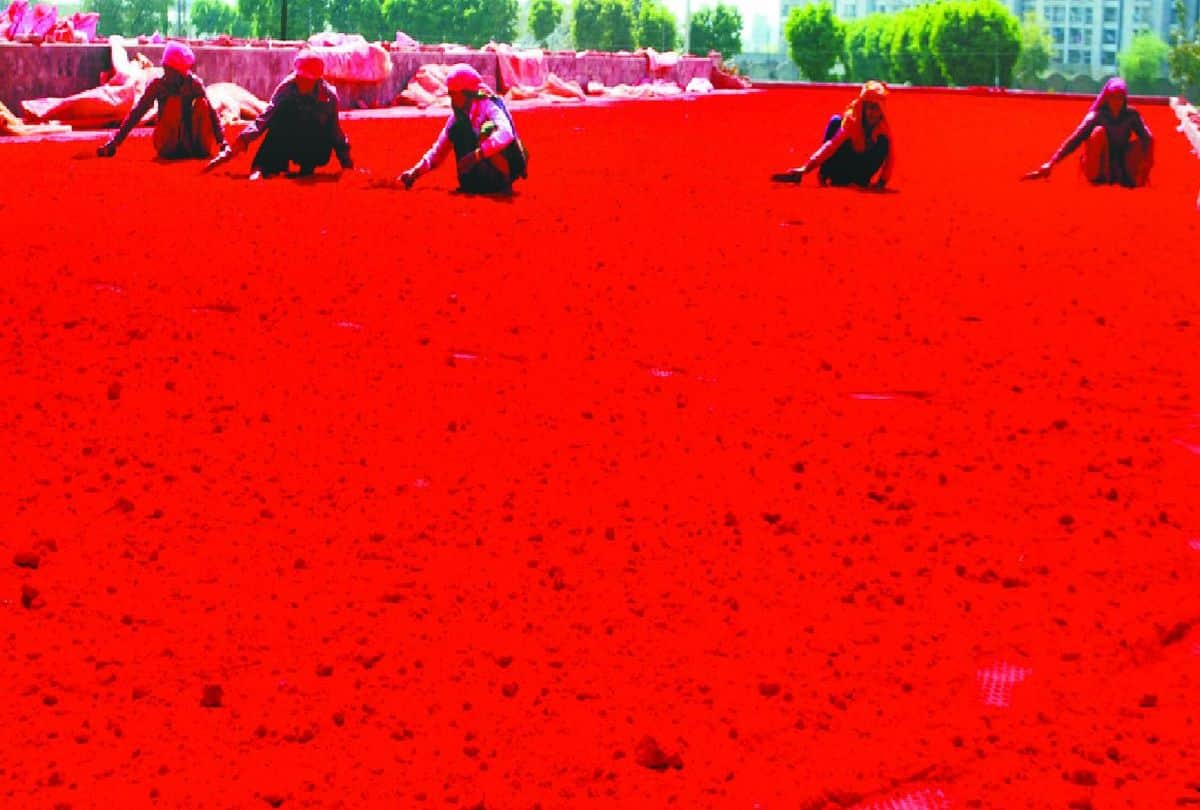 people making natural gulal in mathura for holi festivals