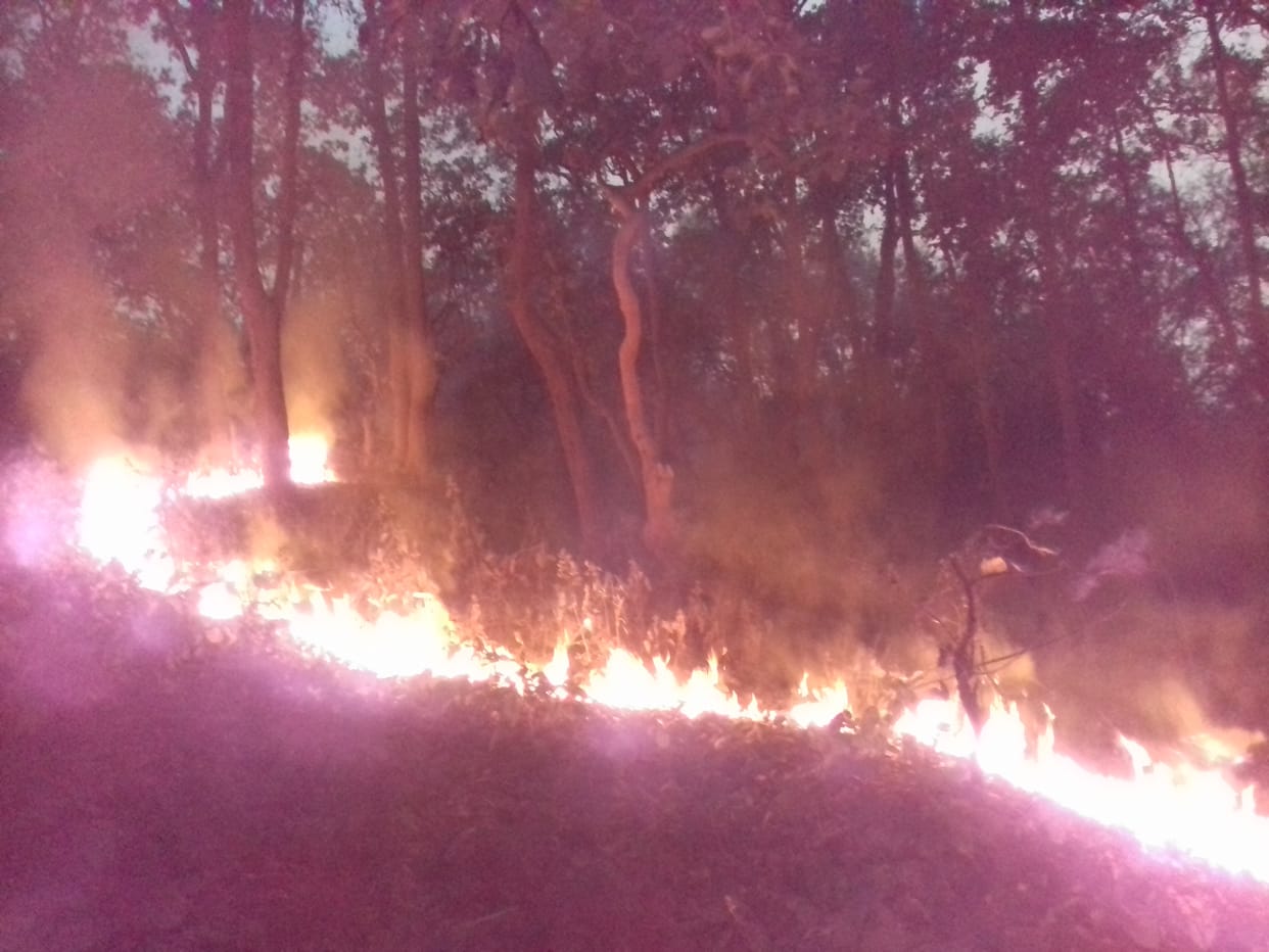 Fierce fire inबिजनौर के वन क्षेत्र में लगी भीषण आग, जान बचाकर भाग रहे जानवर, बुझाने में जुटी टीम Sahuwala forest area