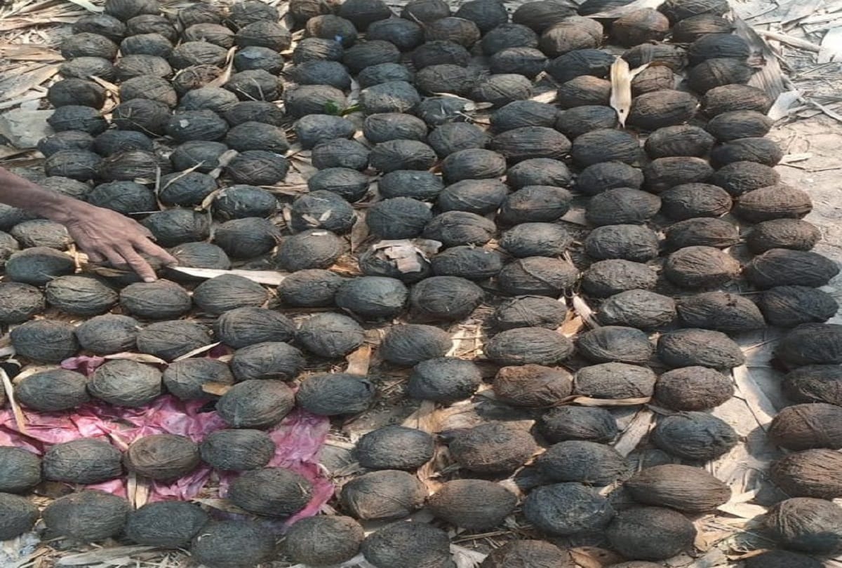West Bengal : Around 200 crude bombs recovered from Bhangar area of South 24 Parganas district Assembly Election 2021