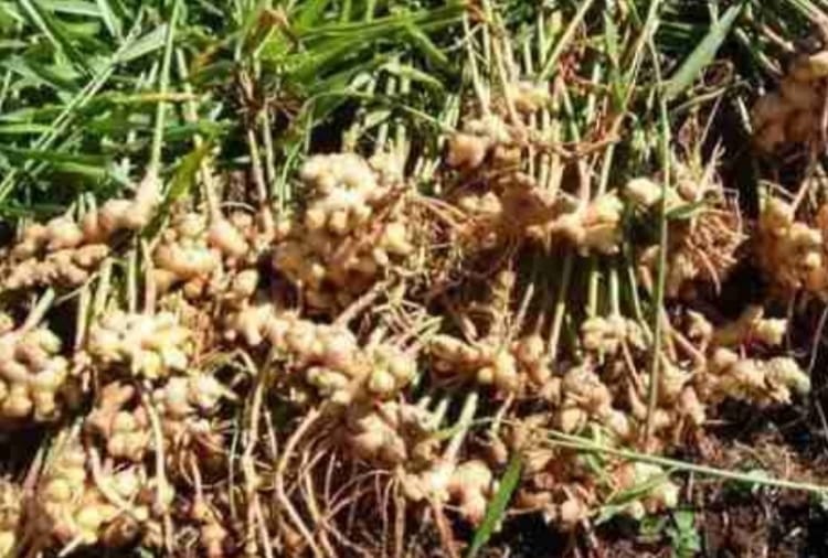 Ginger Produced in Morni area of Panchkula is used for its medicinal benefits