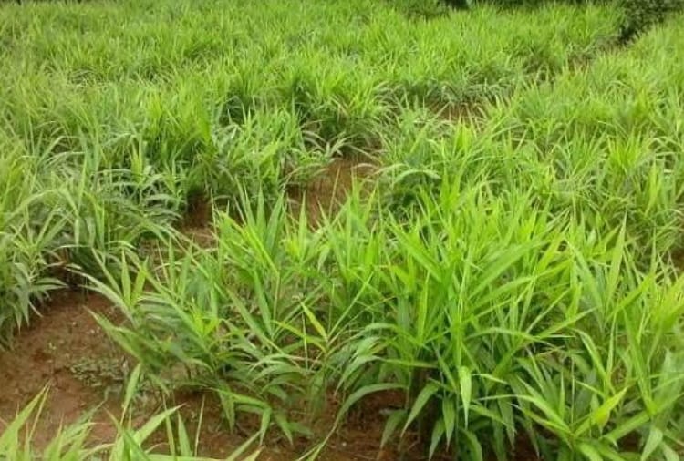 Ginger Produced in Morni area of Panchkula is used for its medicinal benefits