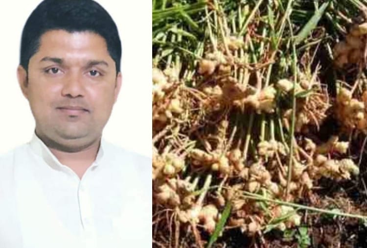 Ginger Produced in Morni area of Panchkula is used for its medicinal benefits
