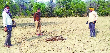 The body of a female leopard found in a farm on the edge of a forest