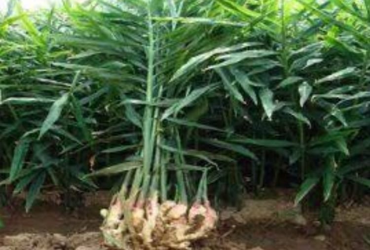 Ginger Produced in Morni area of Panchkula is used for its medicinal benefits