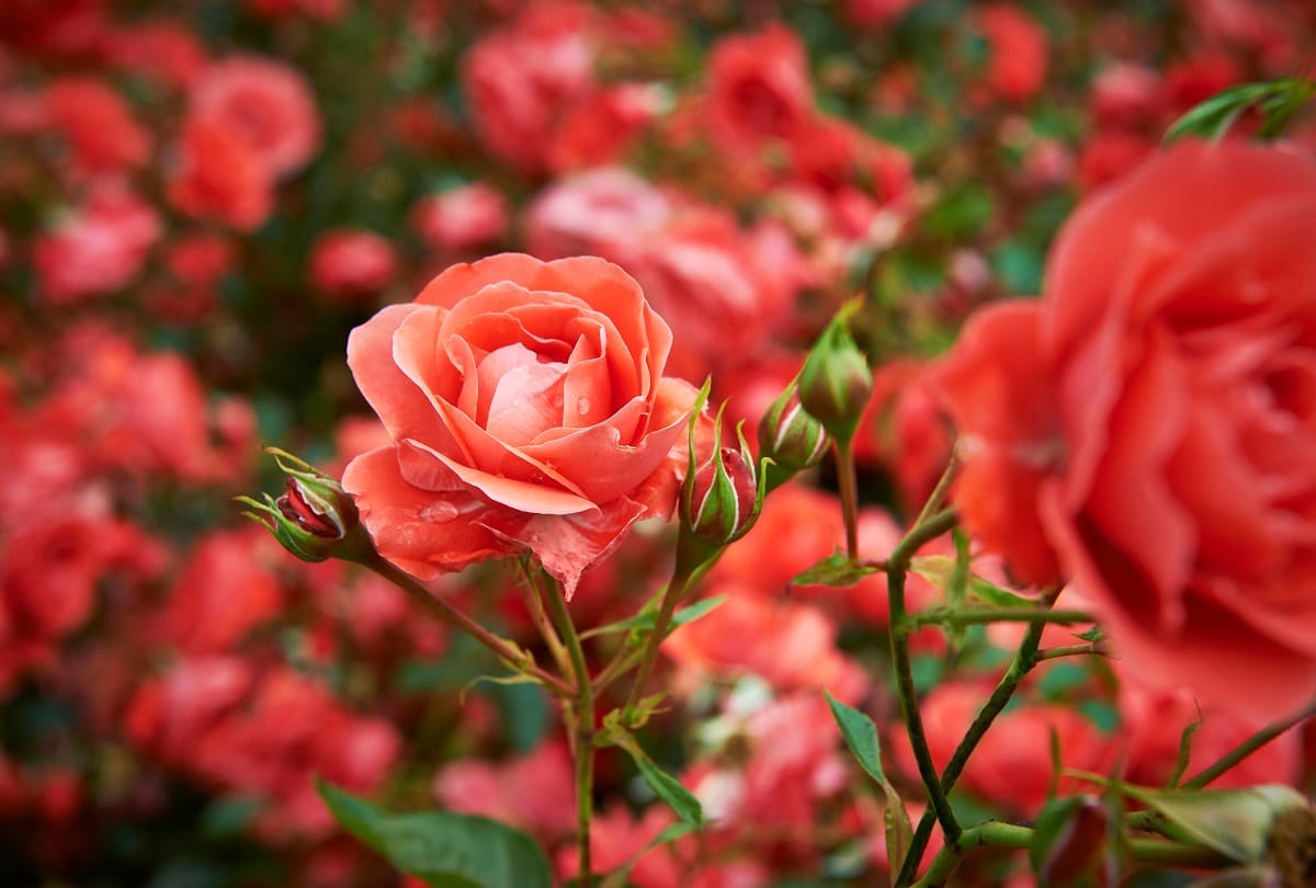 MoU sign: Rose will be cultivated in Himachal, plant will be available at 90 percent subsidy