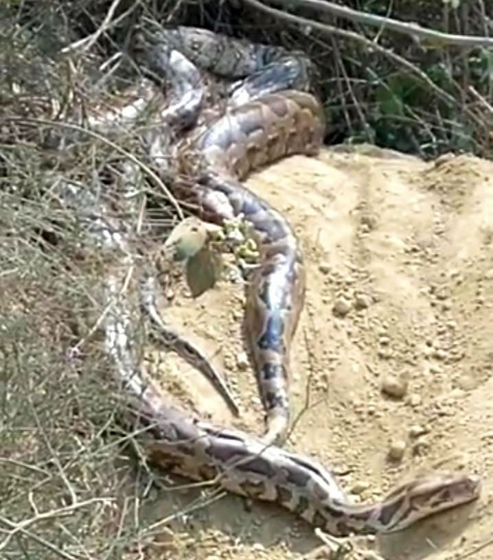 python