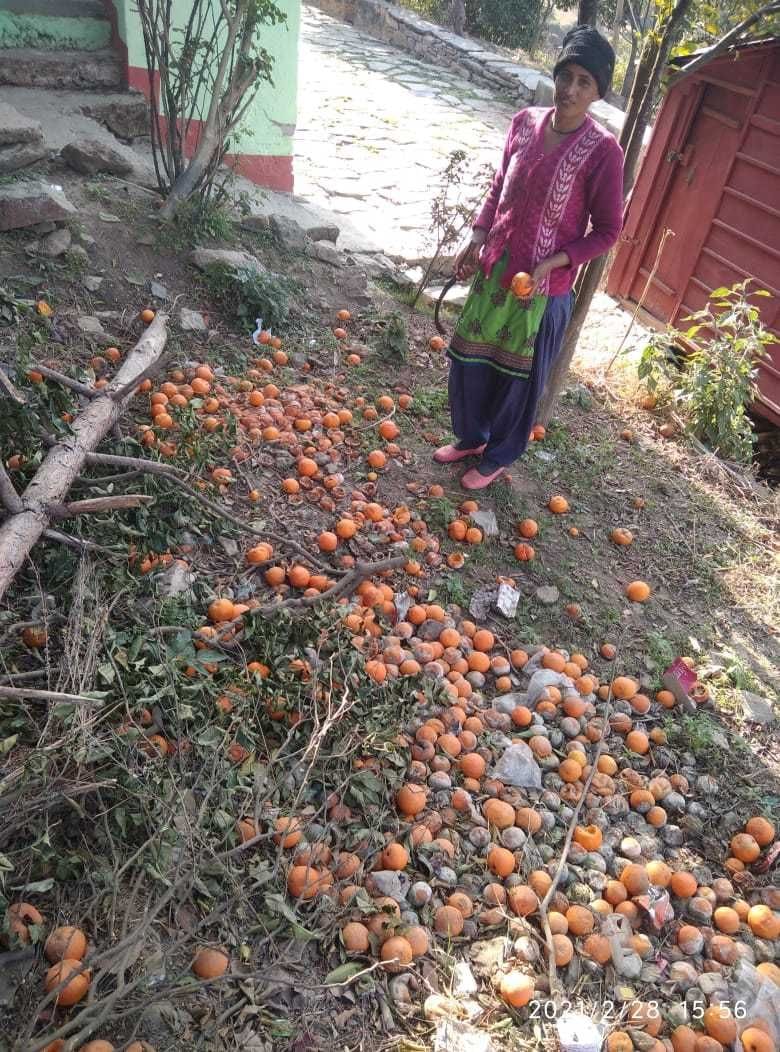 Citrus fruits are being wasted in the field itself