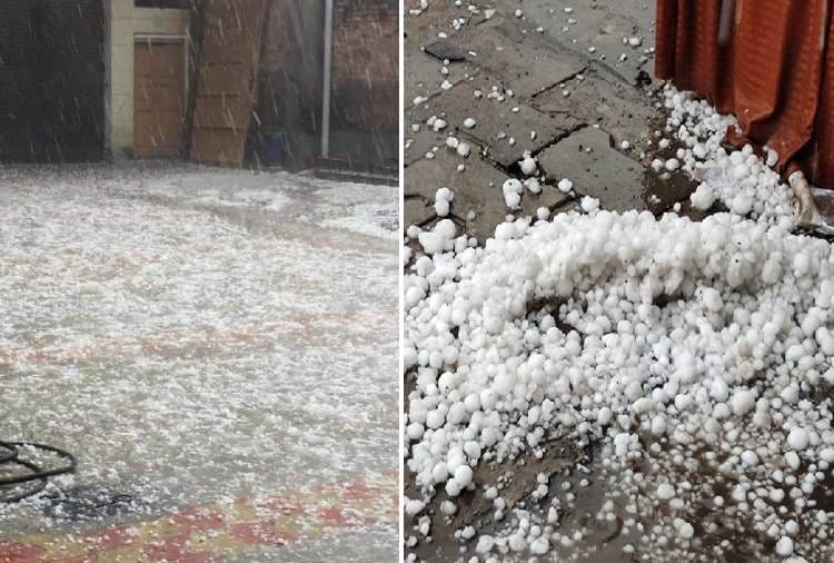 Wheat Crop Damage Due To Hailstorm In Patiala Of Punjab