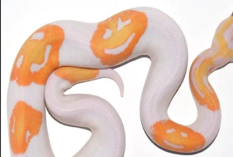 Man Accidentally Breeds Smiley Face Emoji Snake Unique Python Sells For ...