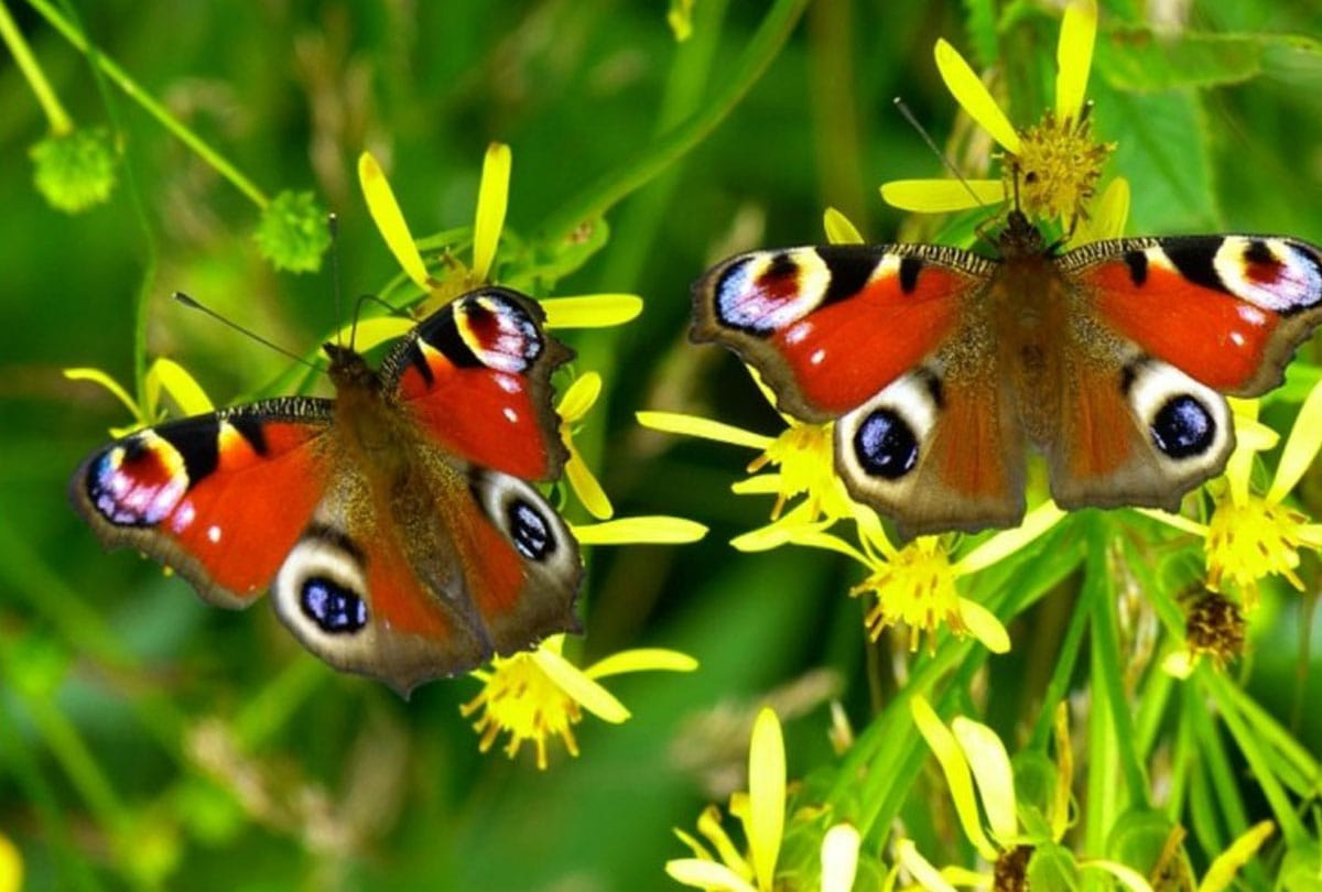 Butterfly Park will remind you of Karnataka Park