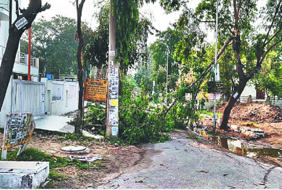 Trees and plants are being treated in Delhi