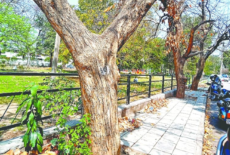 Many Trees in chandigarh are drying 