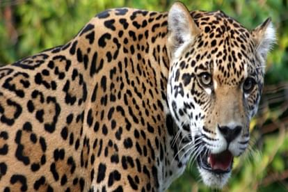 Tiger kills female guldar and her cub in Rajaji Tiger Reserve Dehradun Uttarakhand news in hindi