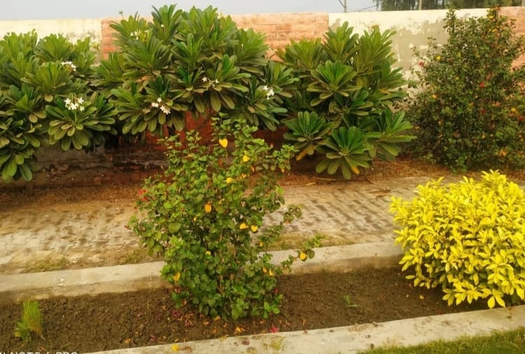Haryana : Teachers changed appearance of a school by planting trees 
